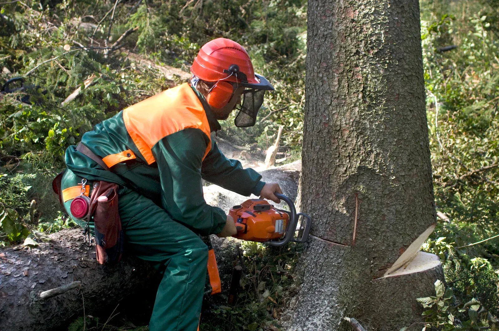 A logger in a red helmet and orange and green protective gear is using a chainsaw to cut a large tree trunk. The work is being done in a wooded area with other felled logs nearby.