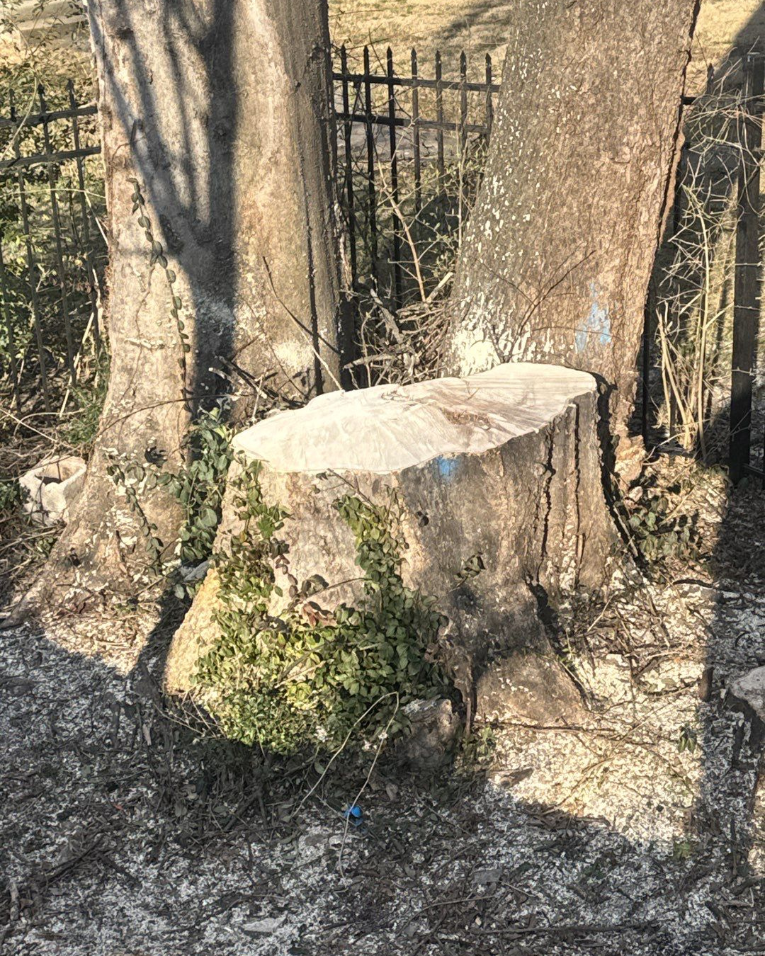 Tree Masters of Tennessee Image