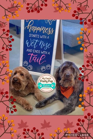 Images Aly Jane's Pretty Pup Salon