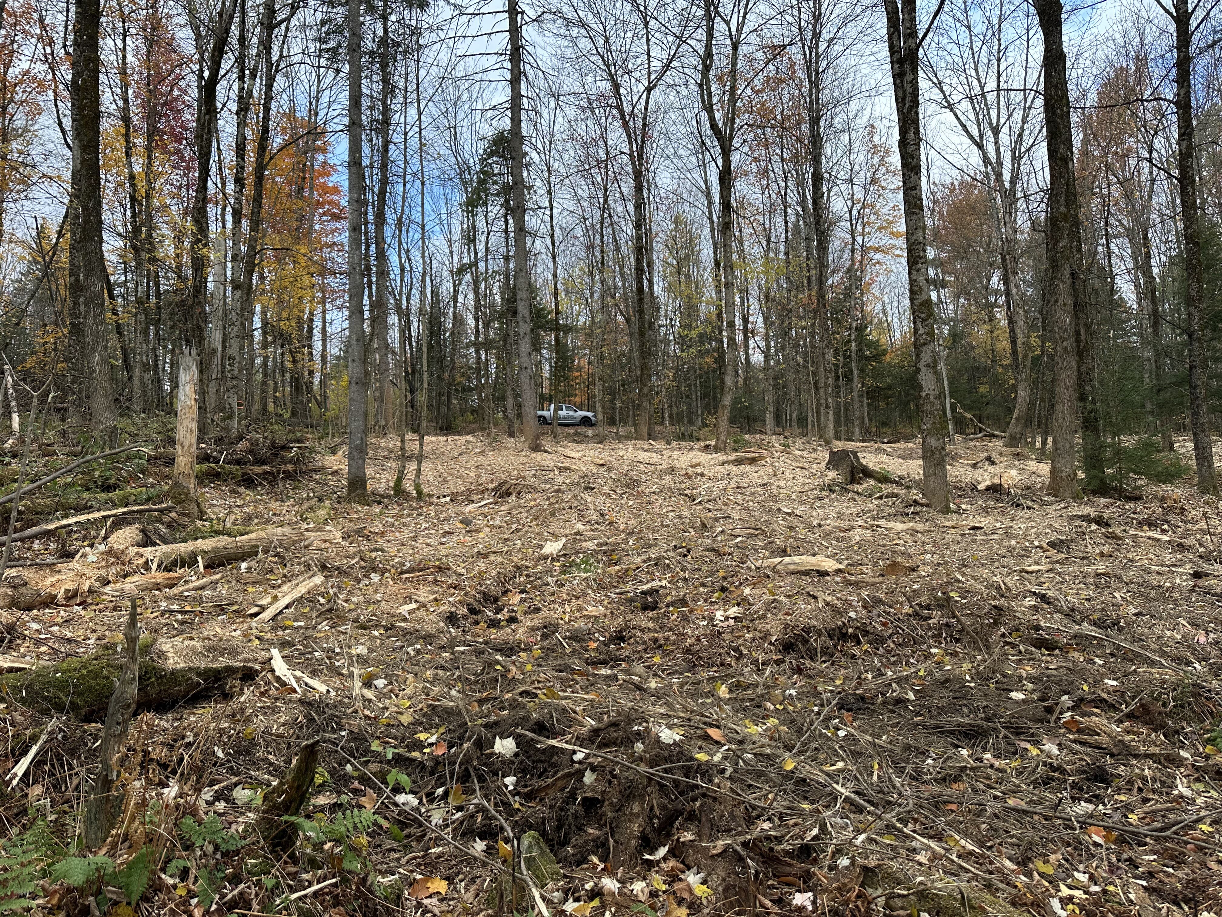 Images Altitude Abattage - Services d'arbres, Élagage, Émondage