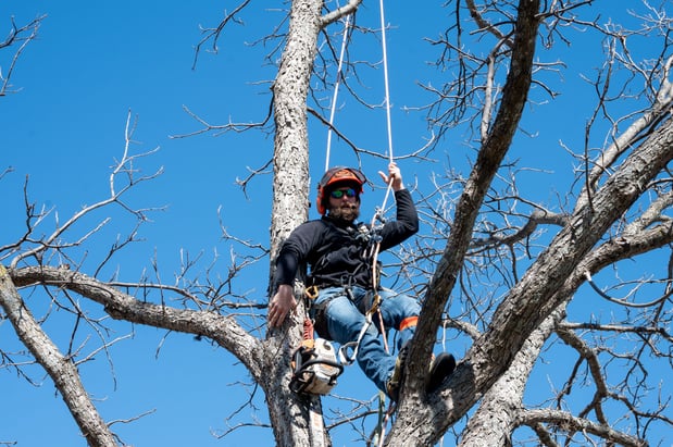 Images CBM Tree Services LLC