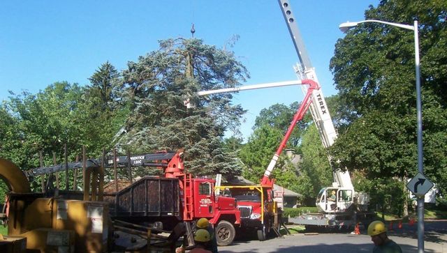 Images Dillon Tree Service