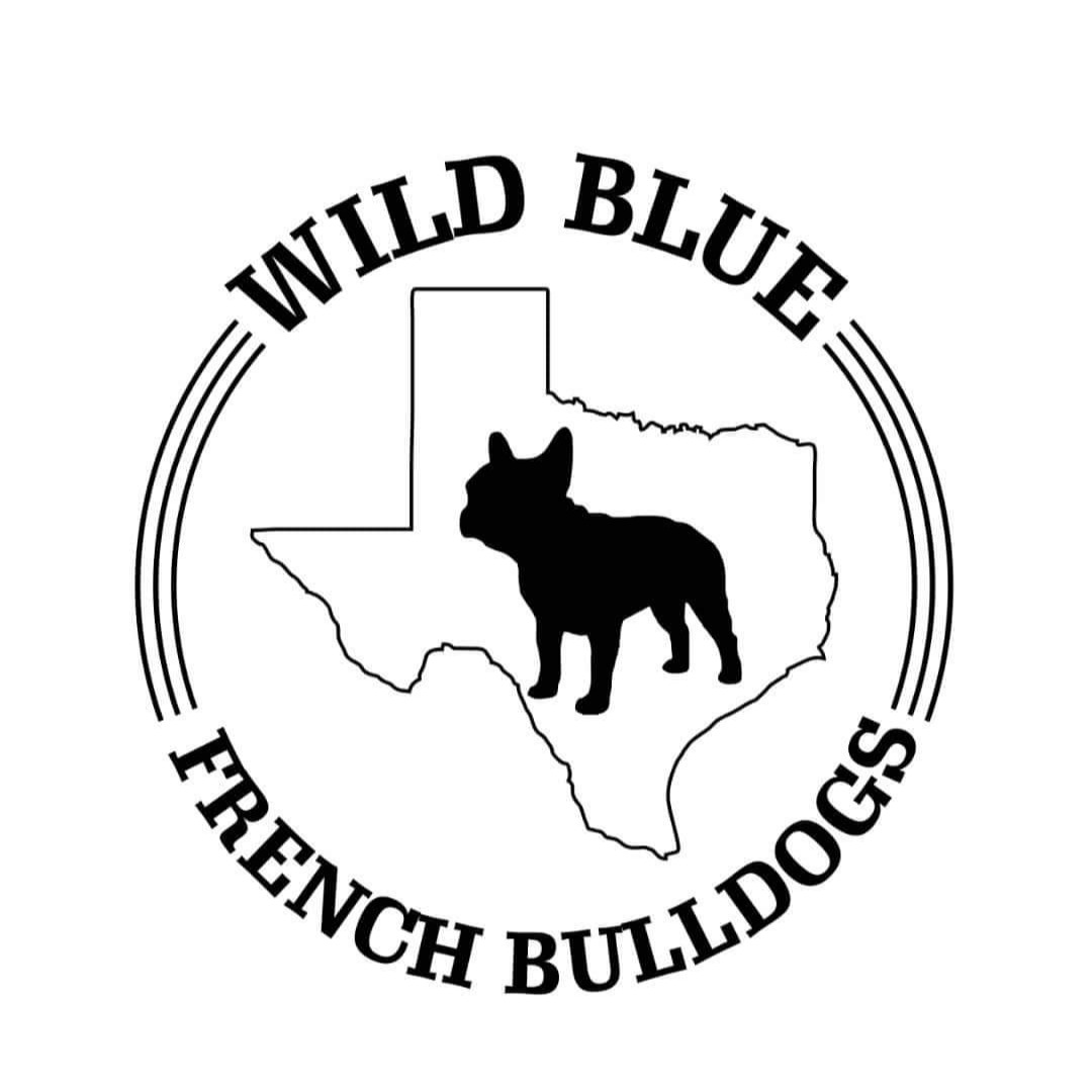 Wild Blue French Bulldogs