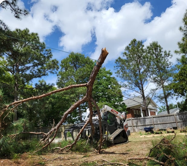 Images Carolina Tree Experts