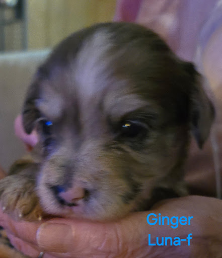 Images Massachusetts Doodles