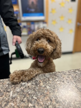 Images VCA Green Animal Hospital