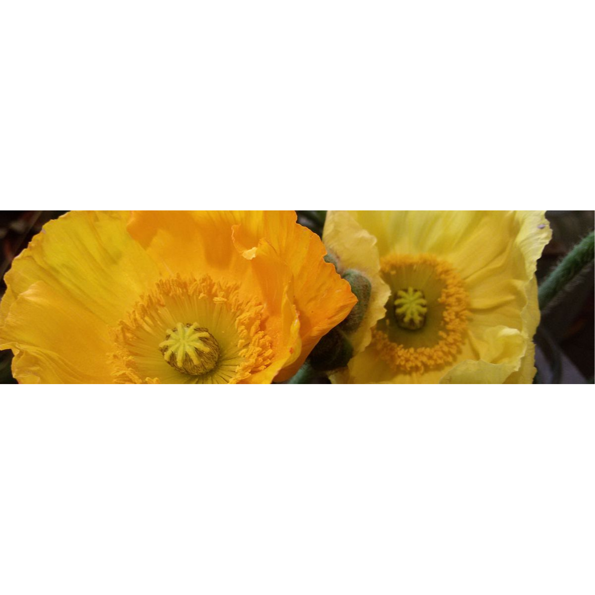 Logo Der Blumenladen - Christine Wenzel