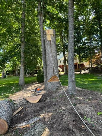 Images ER Tree Services LLC