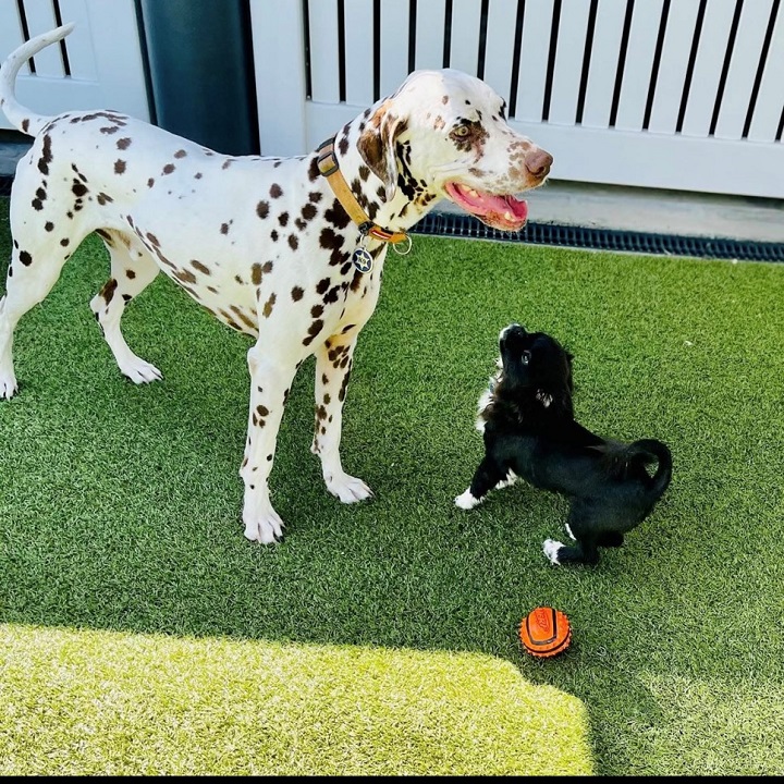 Images Paw Park Pet Resort