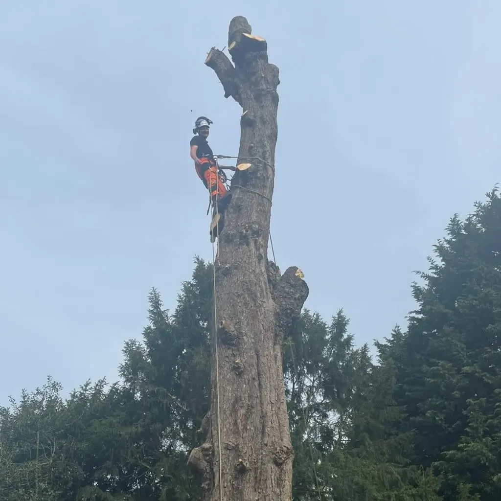 Images Arborex Tree Specialists Ltd
