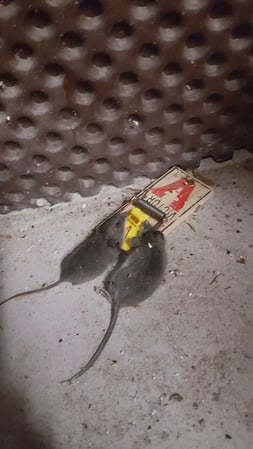 Images Green Planet Pest Control, Inc