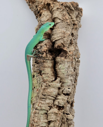 Images Cold Blooded Kingdom