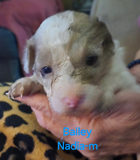 Images Massachusetts Doodles