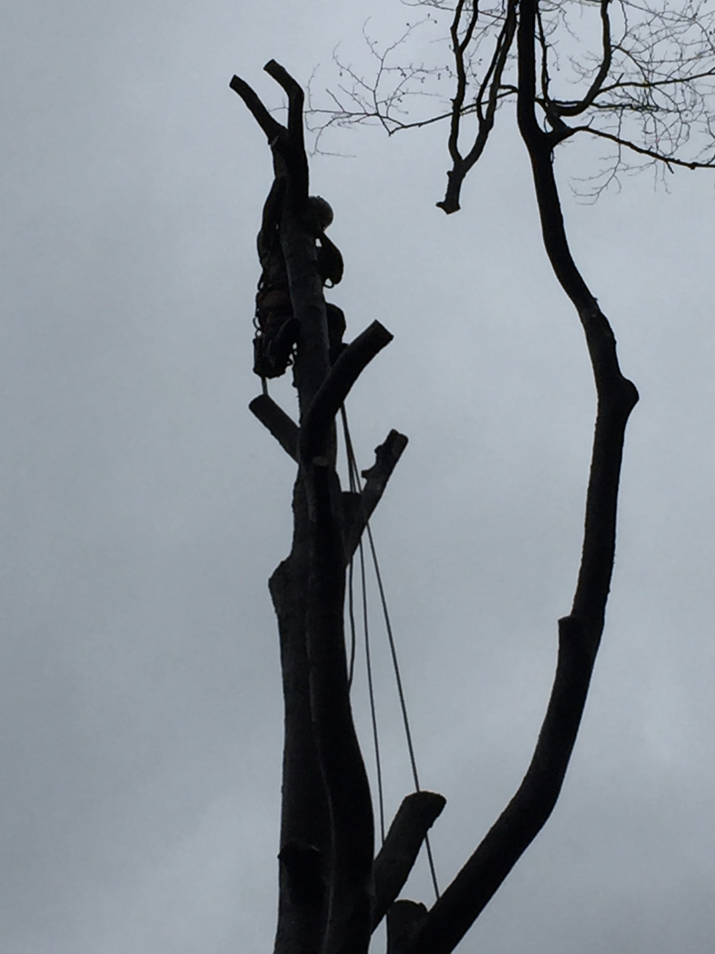 Images Élagage Frère d'Arbres