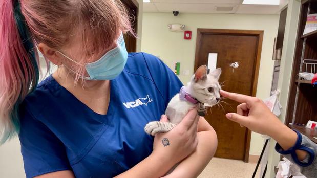 Images VCA Hollywood Animal Hospital