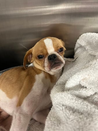 Images Rush Veterinary Urgent Care