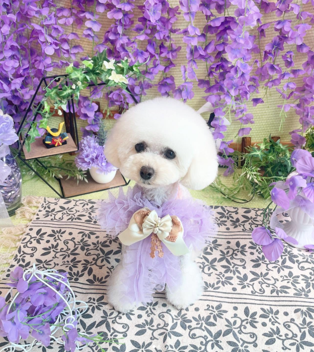 Images dog salon buku2