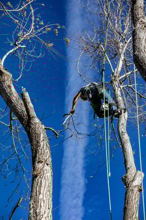 Images King Tree Service
