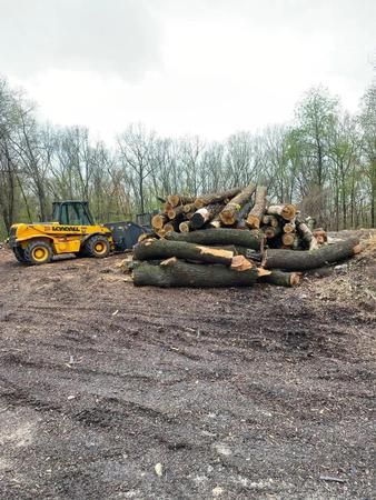 Images Maxon's Tree Service