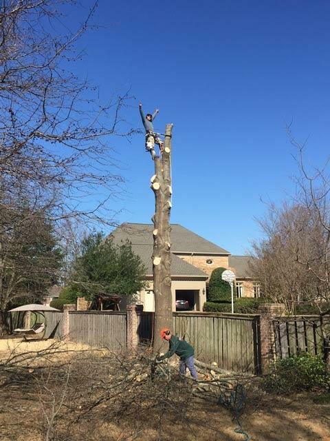 Mister Tree Service Photo