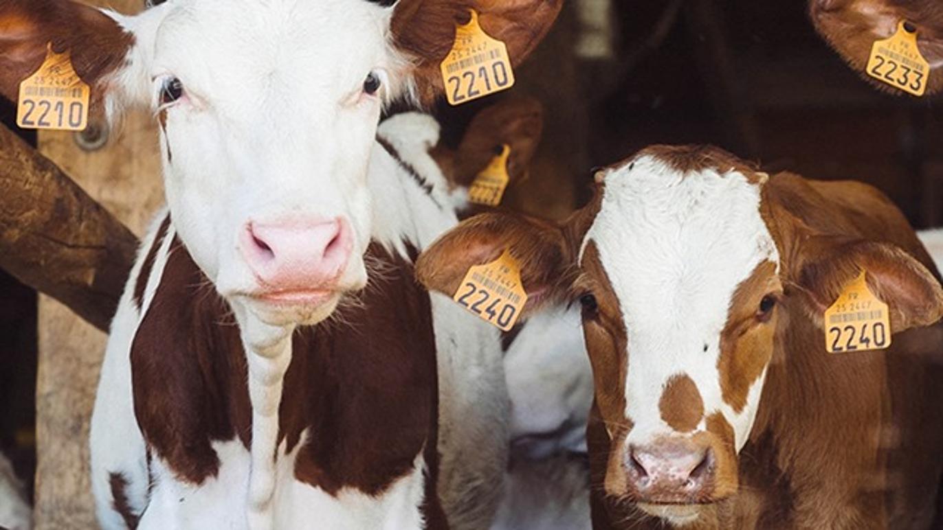 Images Cebeco Fourage A/S