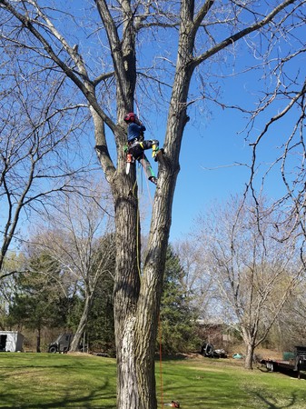 Images Pink's Tree Service