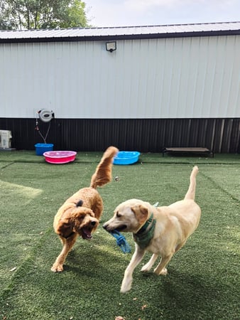 Images Wag Watchers DayCare & Spa