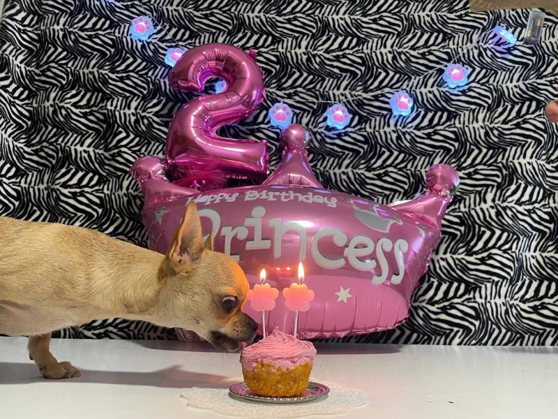 Images Officina della Pappa