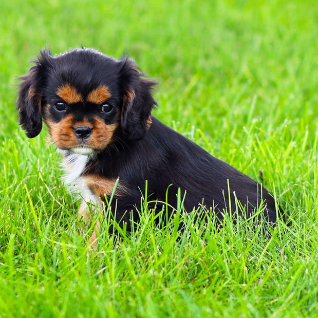 Images Pine Acres Puppies