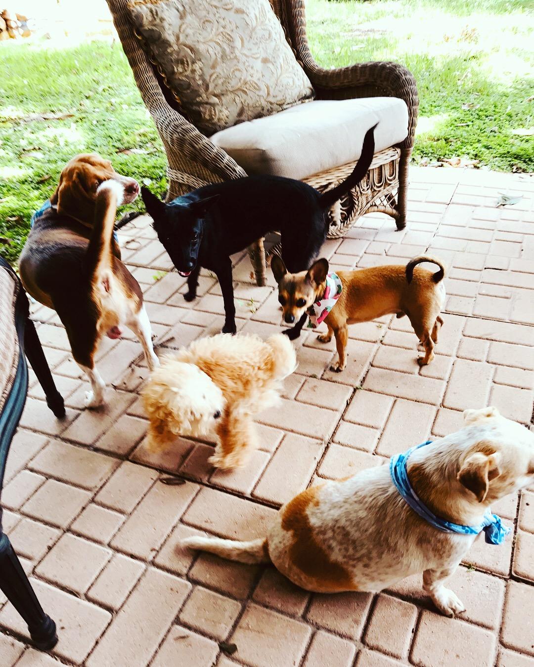 Doggy Daycare