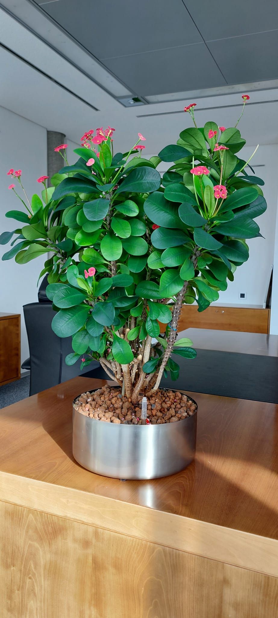 Grün im Raum Susanne Werner, An der Hohle 14 in Plauen