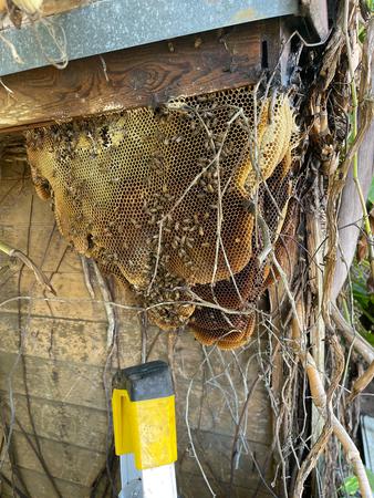 Images Miami Bee Removal Corp.