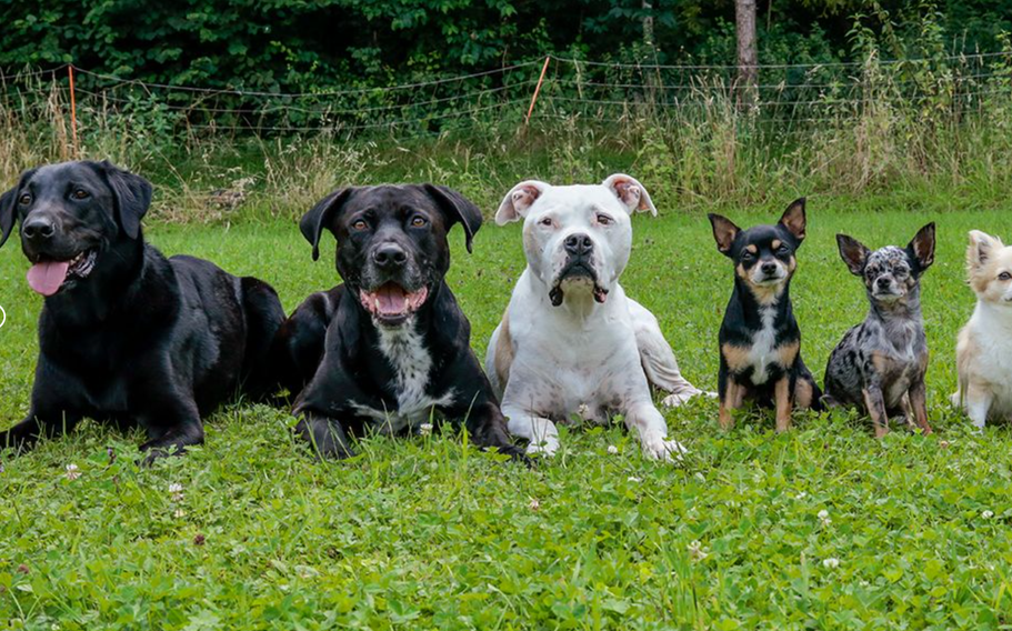 Bilder Hundeschule DOGS4LIFE.CH