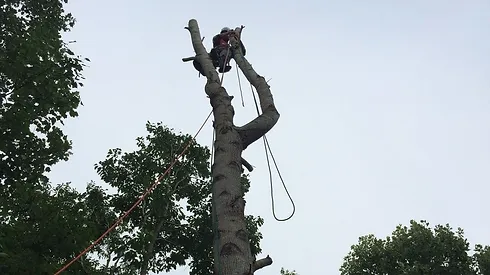 Images Greenway Tree Care