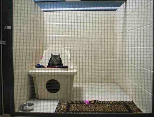 Images The Shaggy Dog Inc.