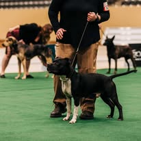 Images Paragon Pups LLC