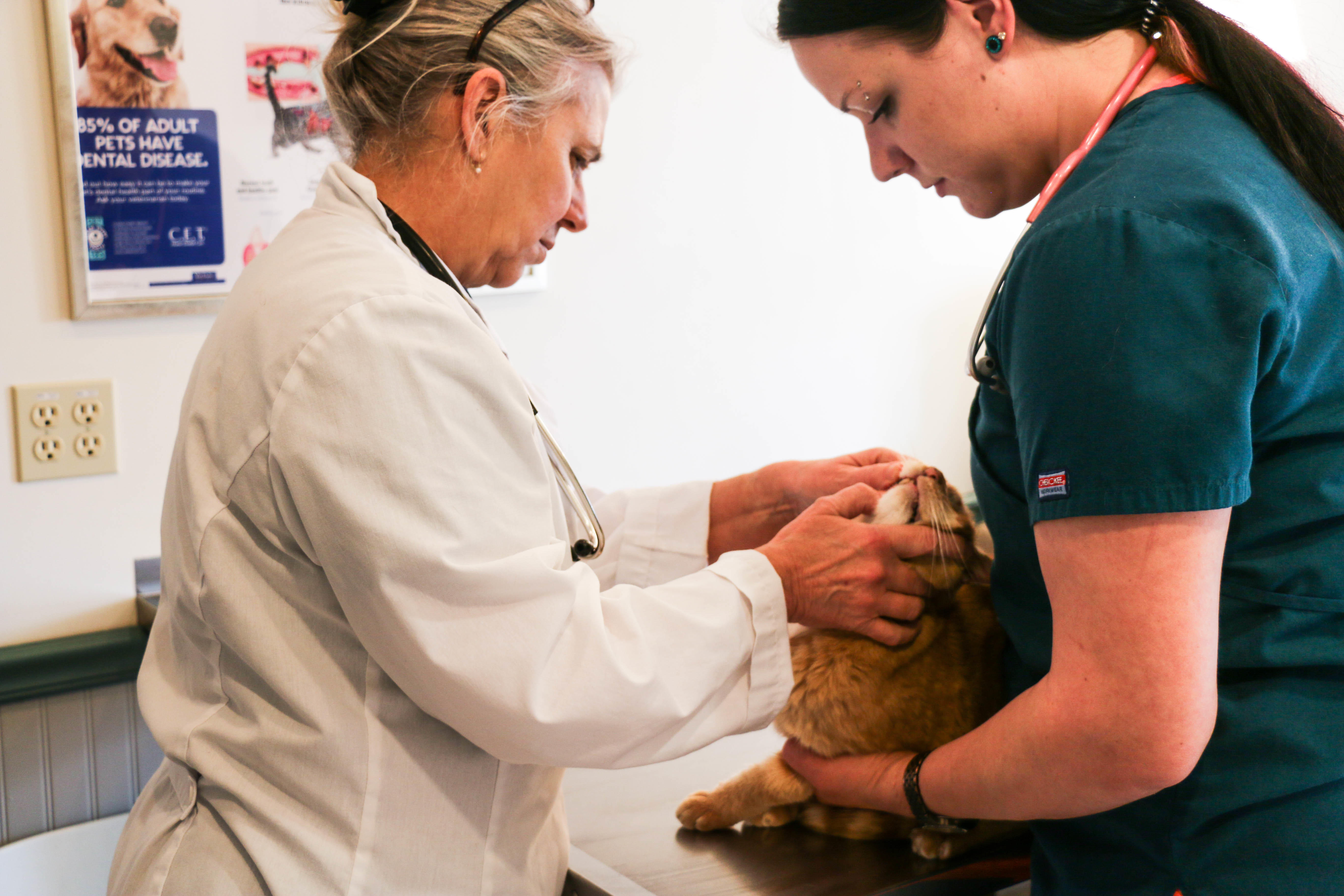 Dublin Veterinary Hospital Photo