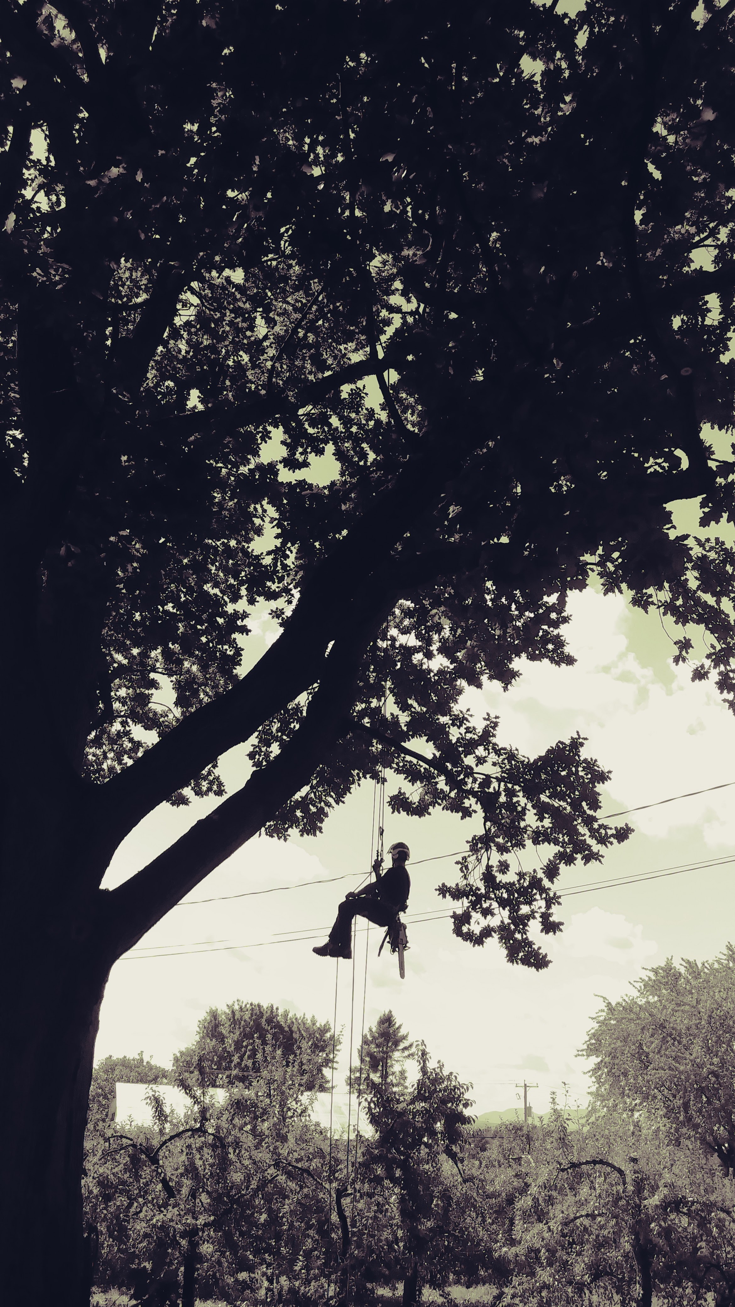 Images Canopée Service d'Arboriculture
