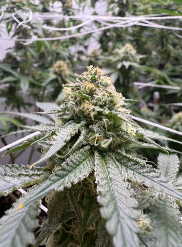 Images Lowcountry Legacy Farms