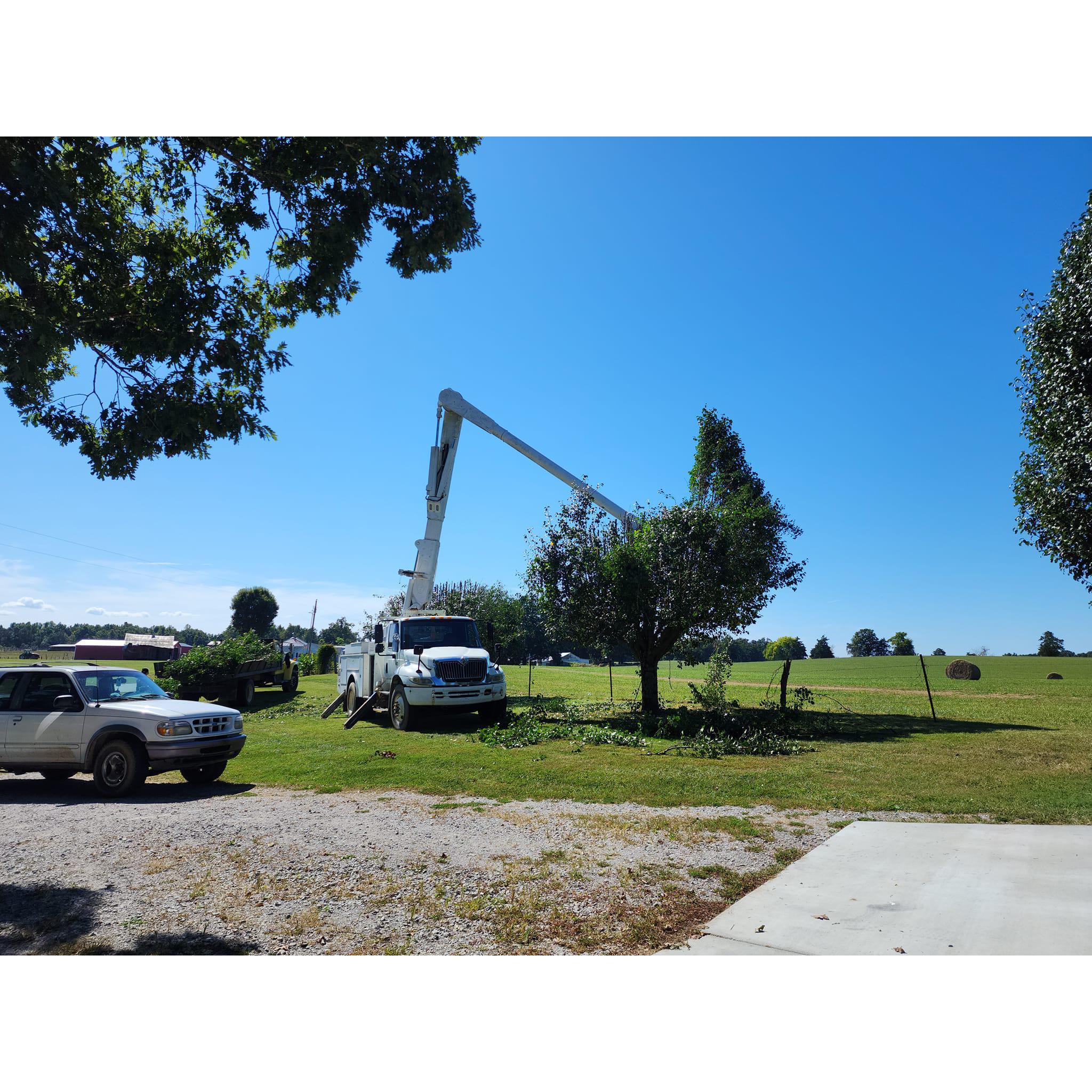 Davis Tree Service Logo