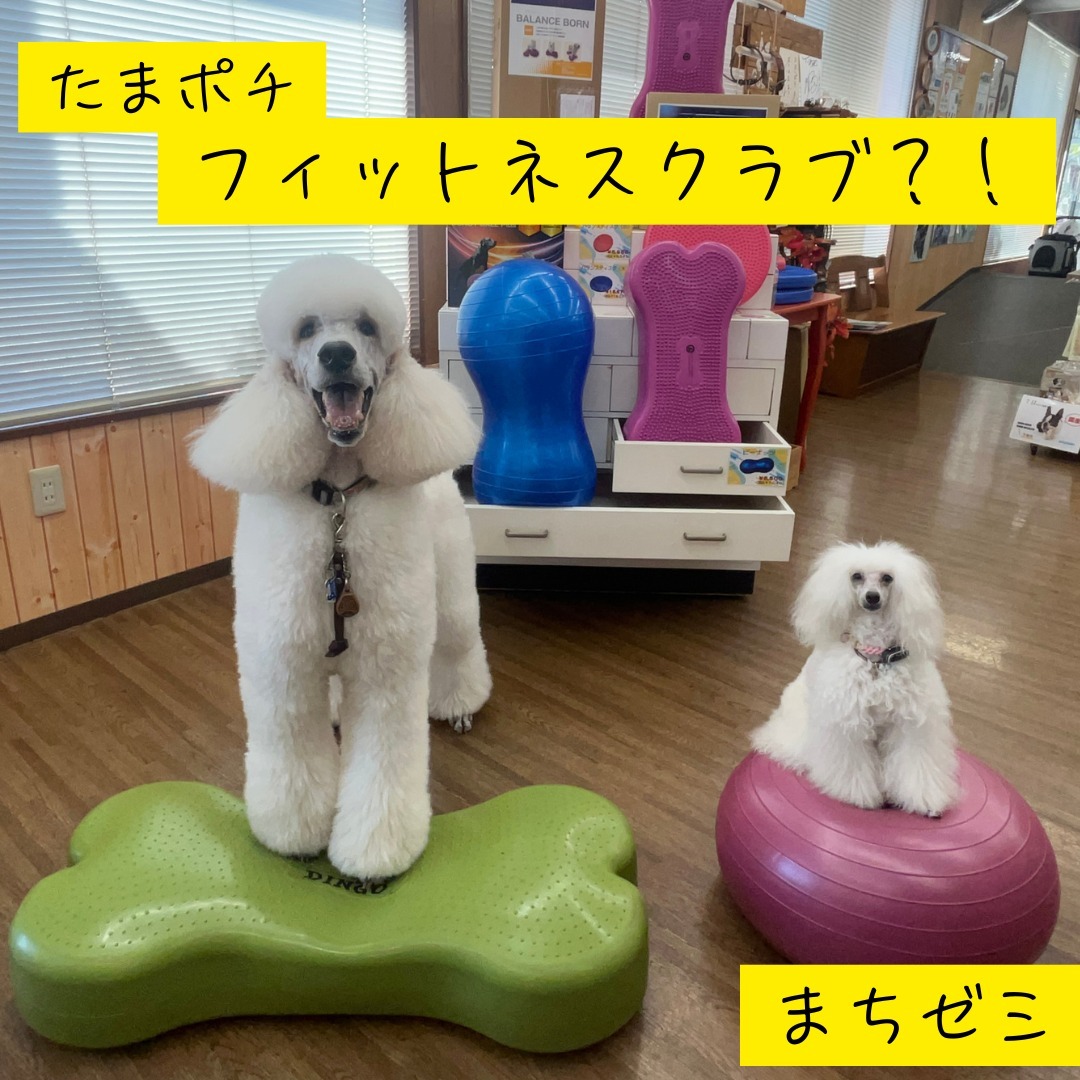 Images たまとポチ 宇津木店