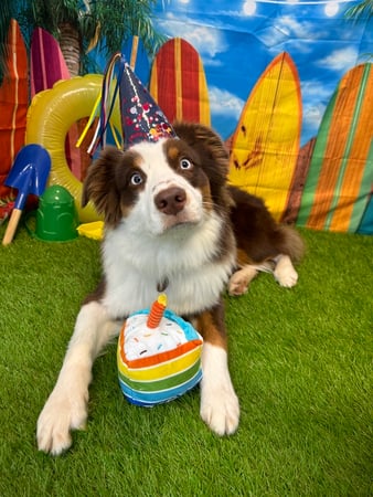 Images VCA Fleming Island Animal Hospital