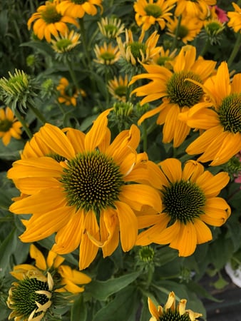 Images Cache Valley Nursery