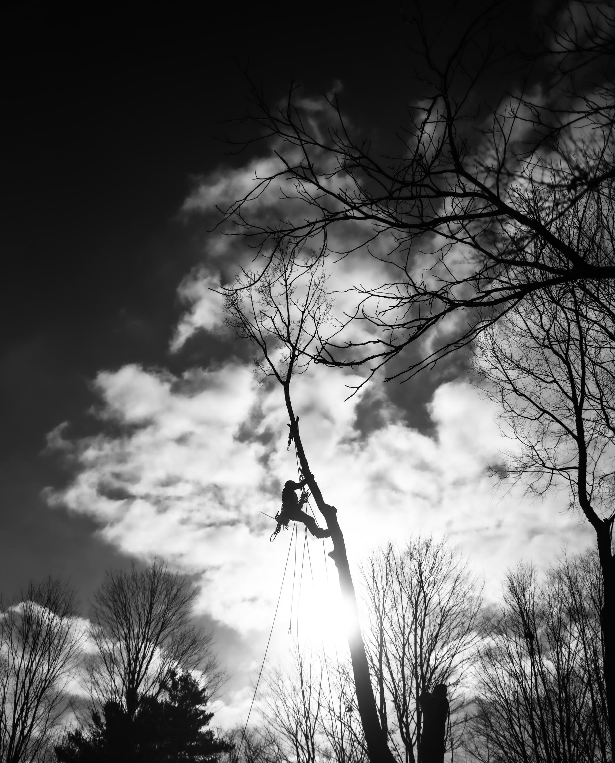 Images Canopée Service d'Arboriculture