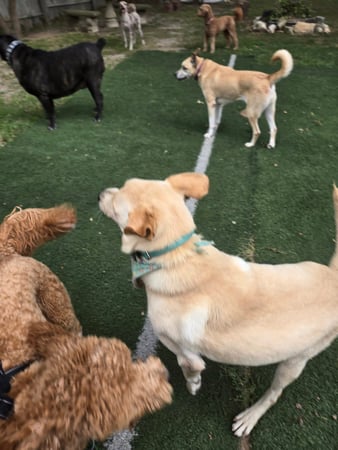 Images Wag Watchers DayCare & Spa