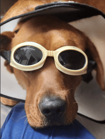 Images VCA Morris Plains Animal Hospital