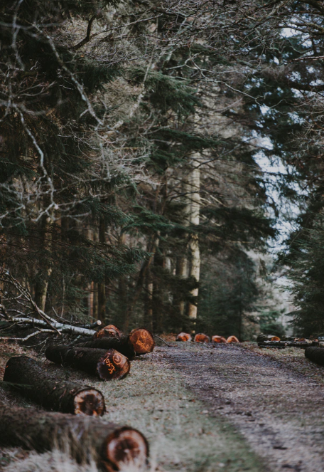 Images J. Daniels' Trees