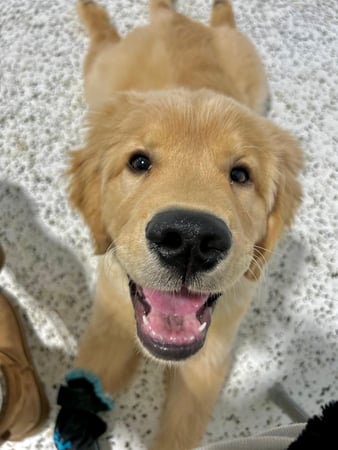 Images Our Dog House in Argyle LLC