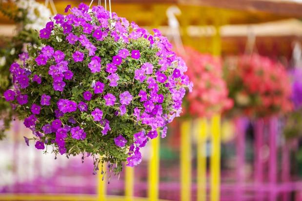 Images Breen's Florist