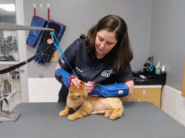Images Petco Grooming